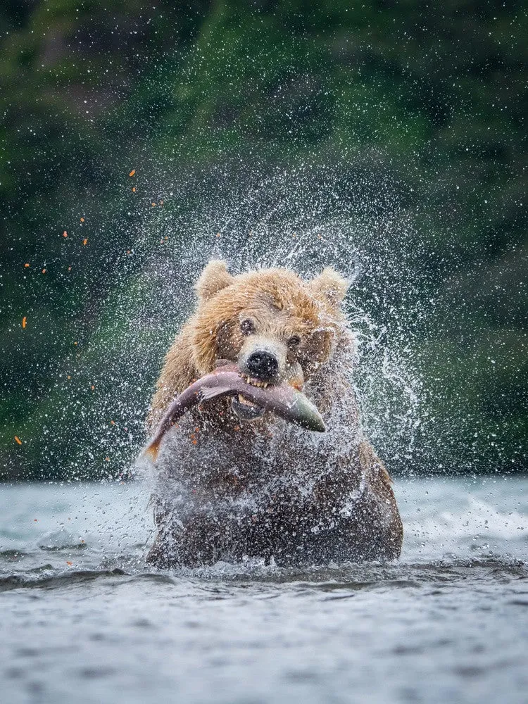 The Kamchatka brown bear, Ursus arctos