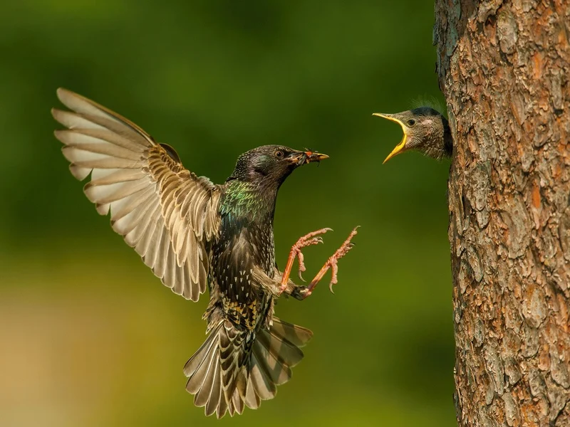 The Common Starling, Sturnus vulgaris