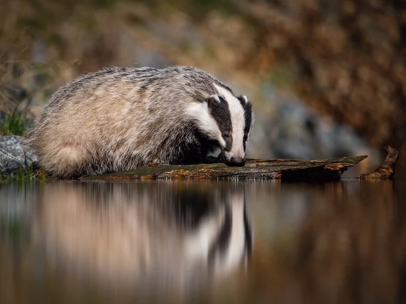 European badger, Meles meles