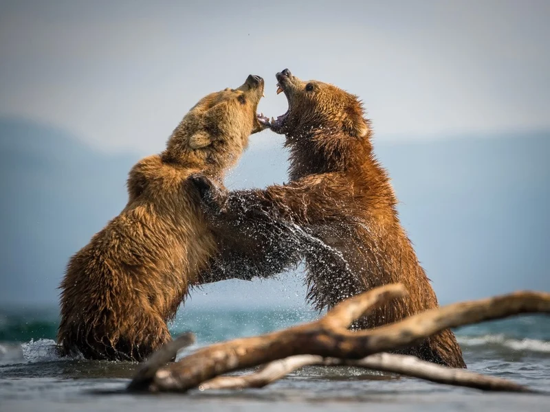 The Kamchatka brown bear, Ursus arctos