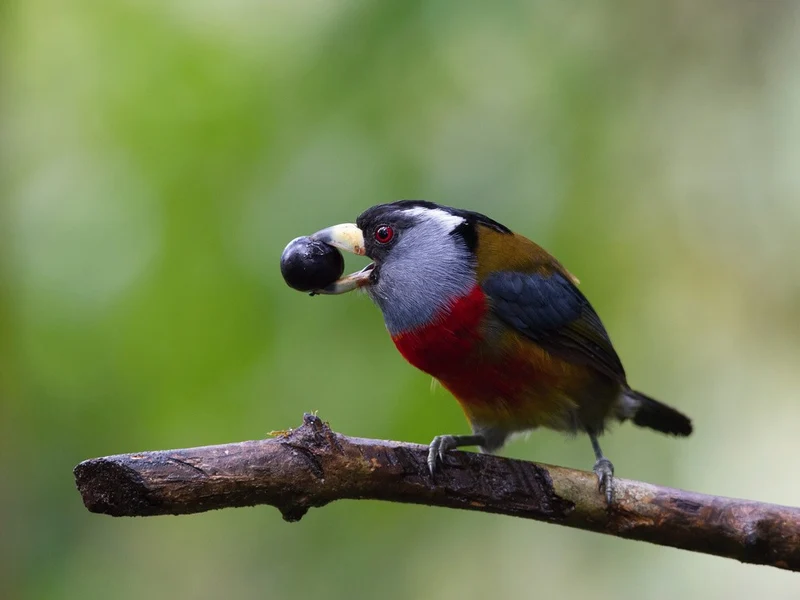 The Toucan Barbet, Semnornis ramphastinus