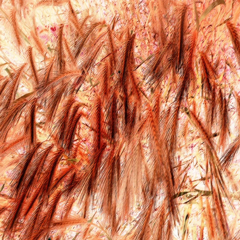 Fiery Wheat Dance