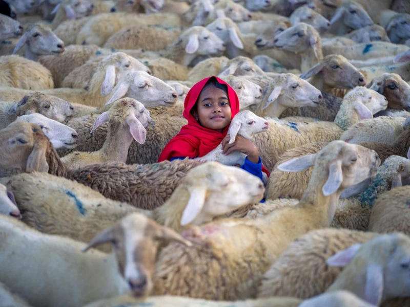 Sheeps And a Girl