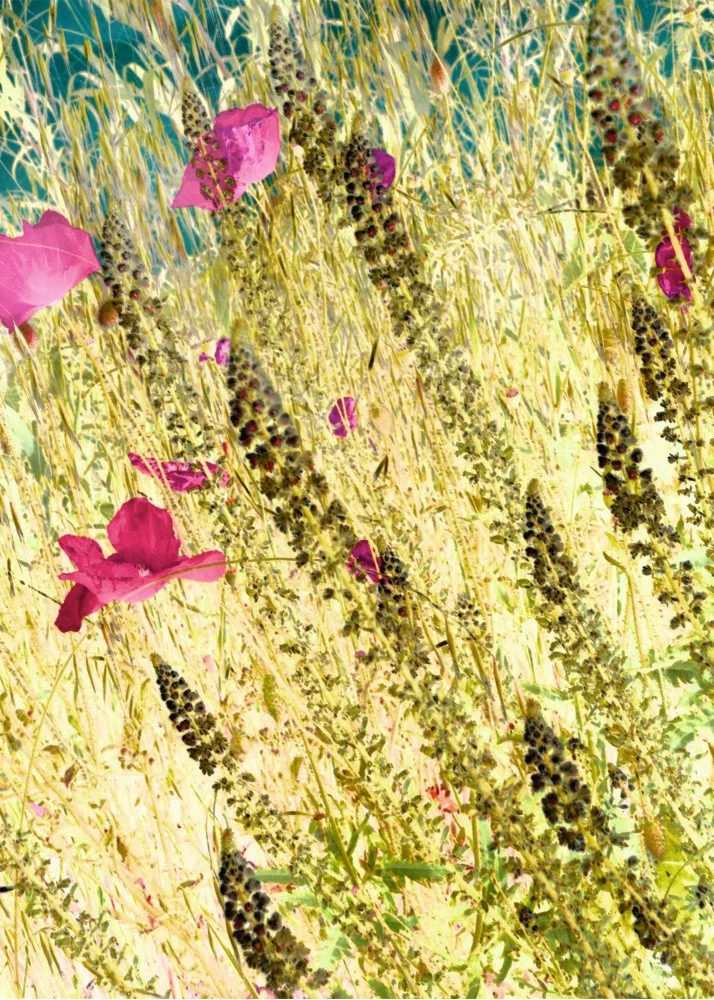 Vibrant Wildflowers and Grasses
