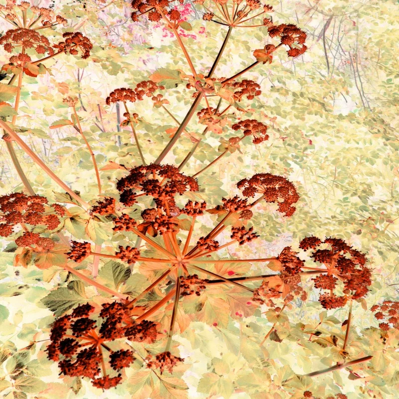 Autumn Blossom Burst