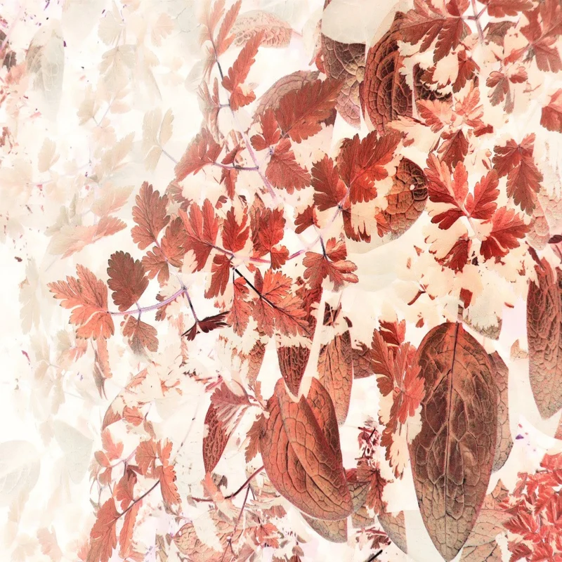Collage of Autumn Leaves