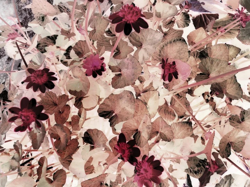 Inverted Blooms