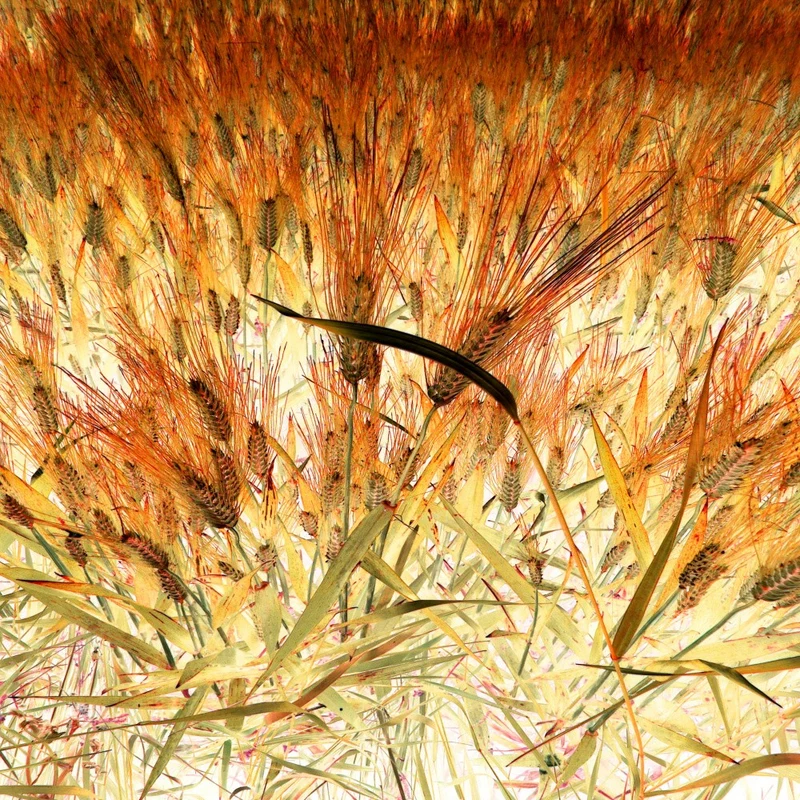 A Dense Field of Wheat