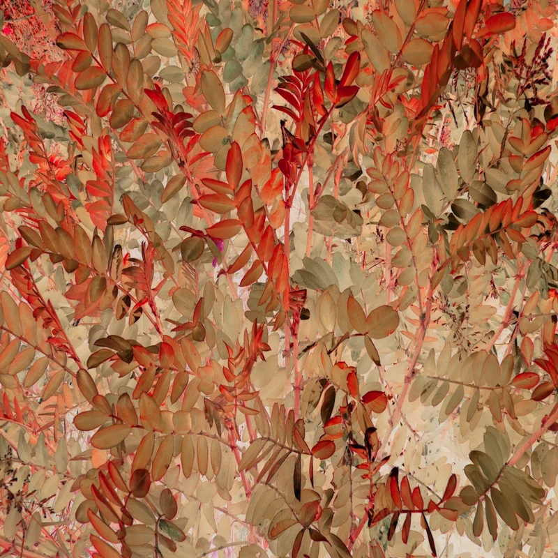 Red and Beige Leafy Branches
