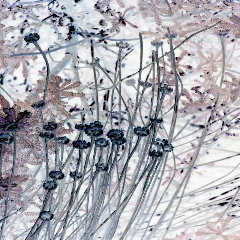 Delicate Floral Stems and Leaves