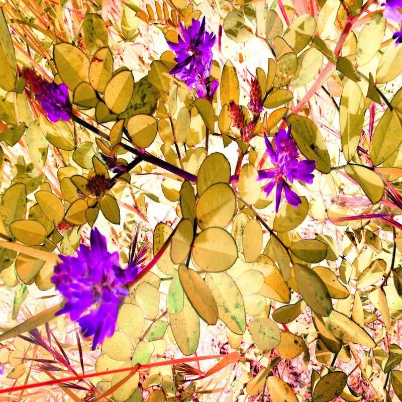 Purple Flowers with Green Leaves