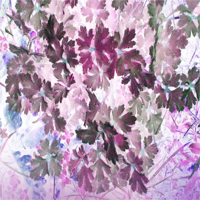 Floral Pattern in Vibrant Shades of Purple and Pink