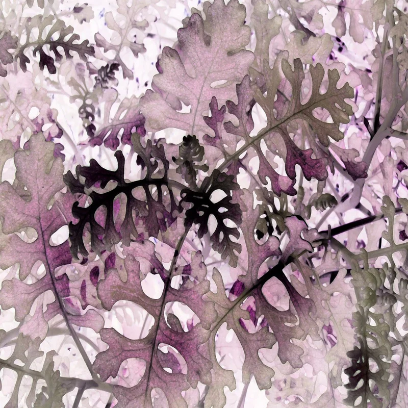 Veil of Nature