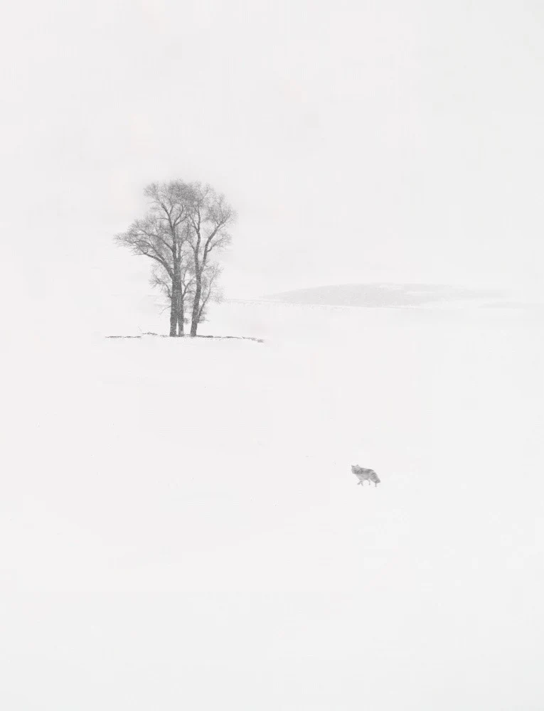 The lonely fellow