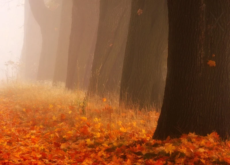 Misty Autumn Forest Path