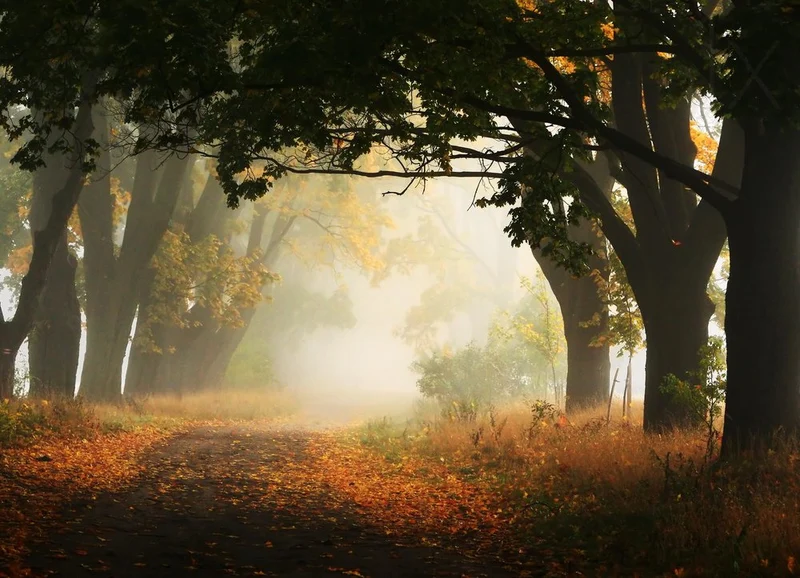 Misty Autumn Path