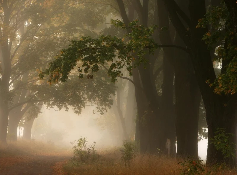 Misty Autumn Path