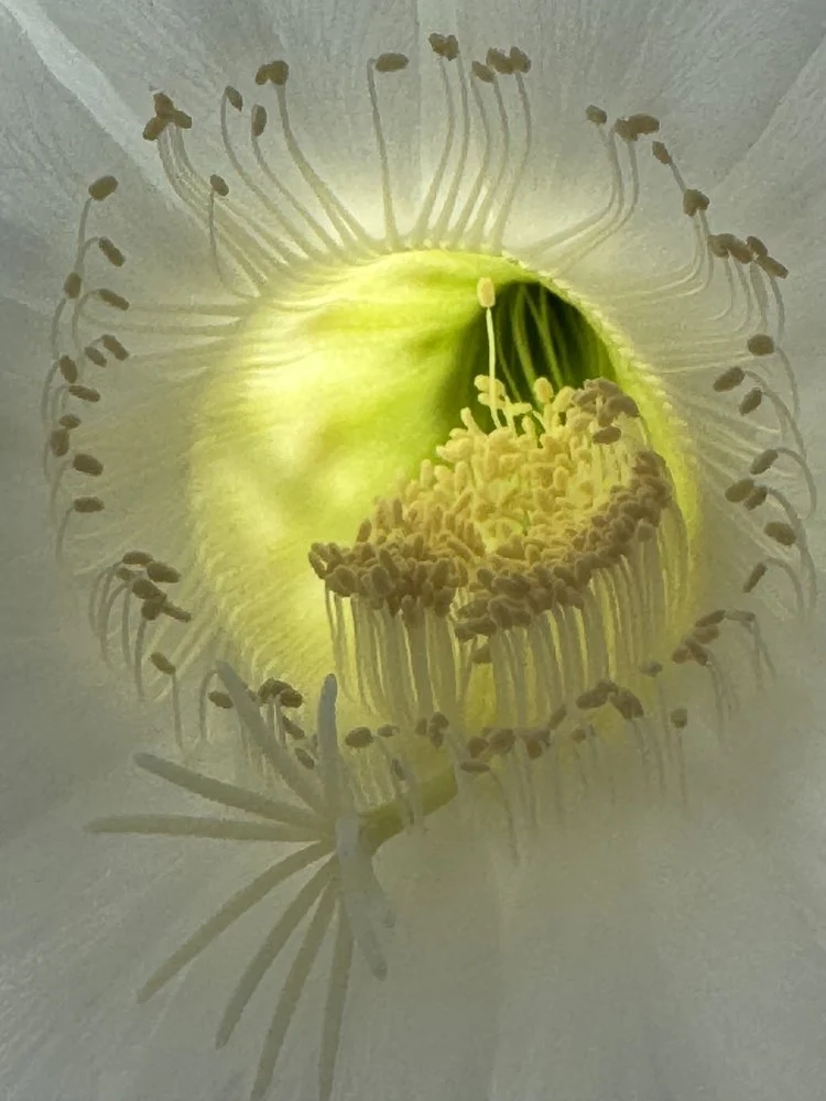 Inner Flower Glow