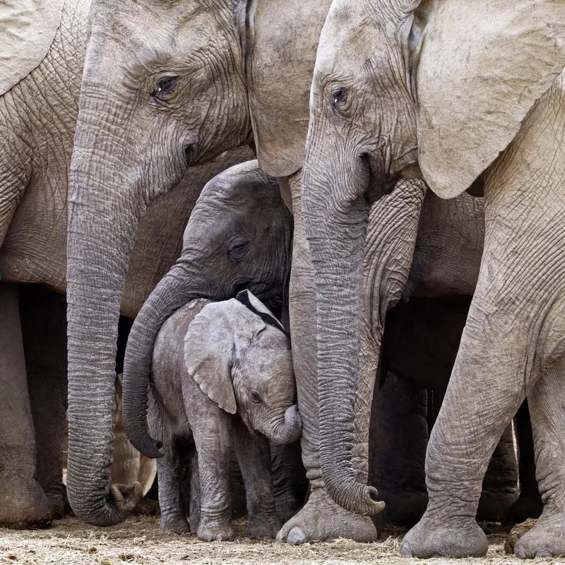 Elephant Family Huddle