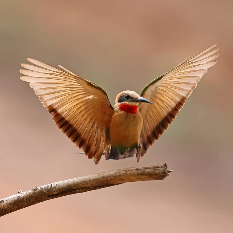 Vibrant Bee-eater Landing