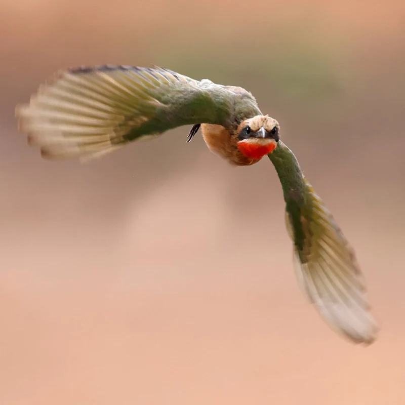 Intense Bird in Flight