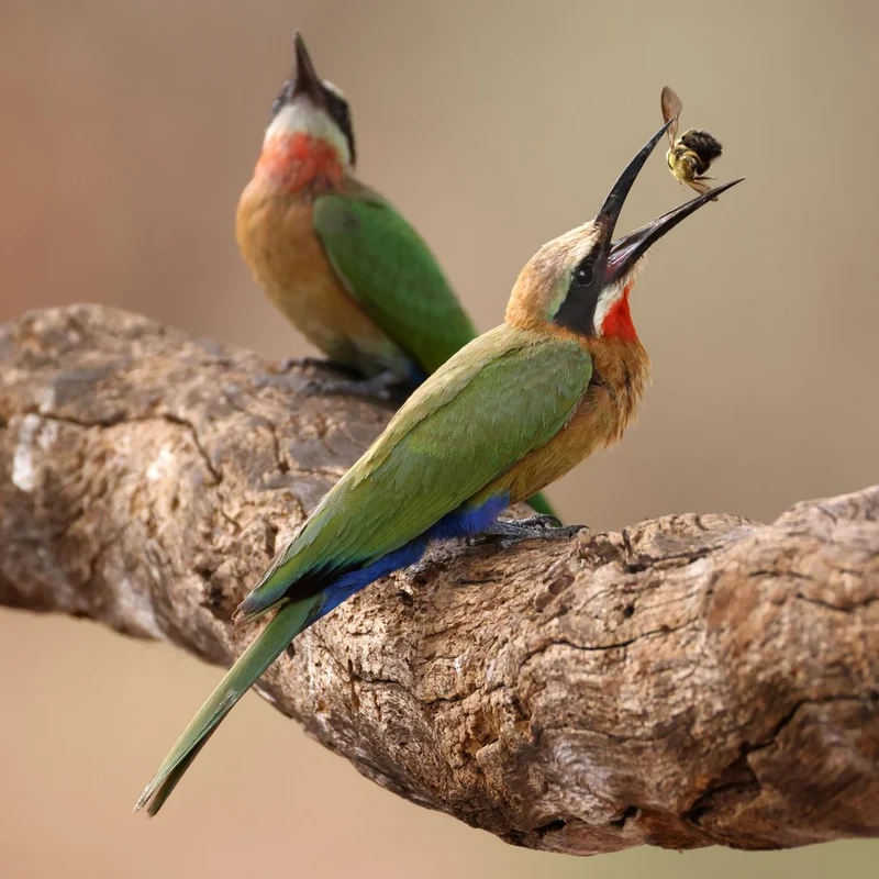 Colorful Bee-eaters Feeding