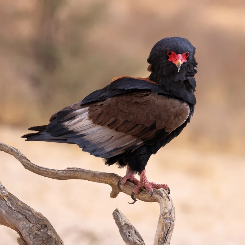 African Bateleur Gaze