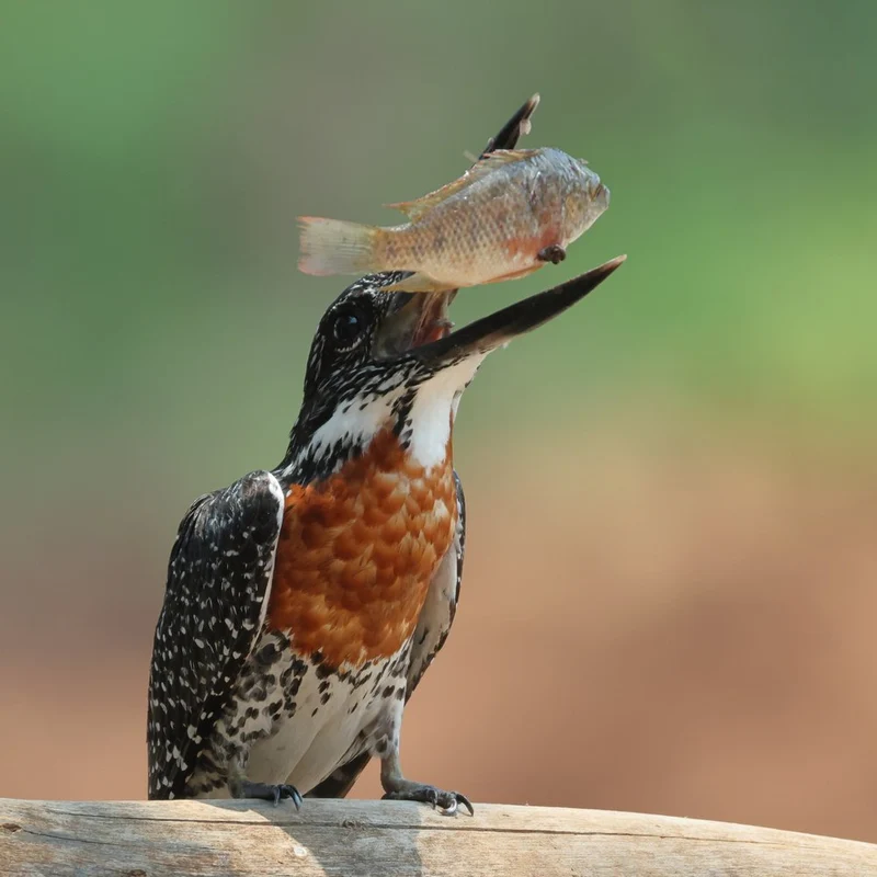 Kingfisher's Big Catch