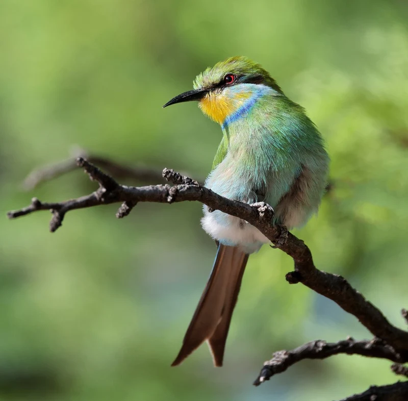 Vibrant Bird on Branch