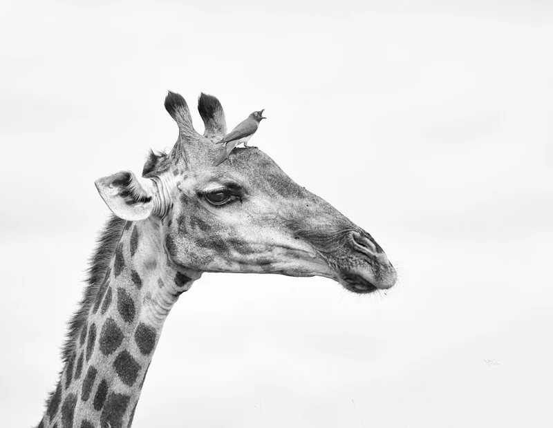 Giraffe and Little Bird