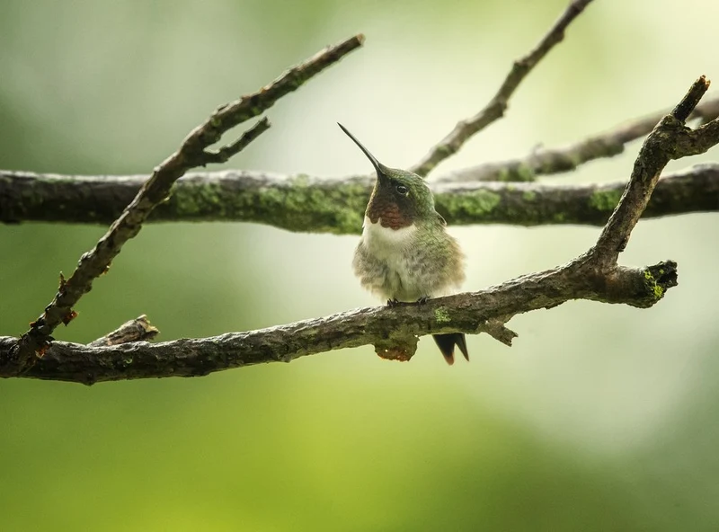 Ruby-Throated Hummingbird Perched