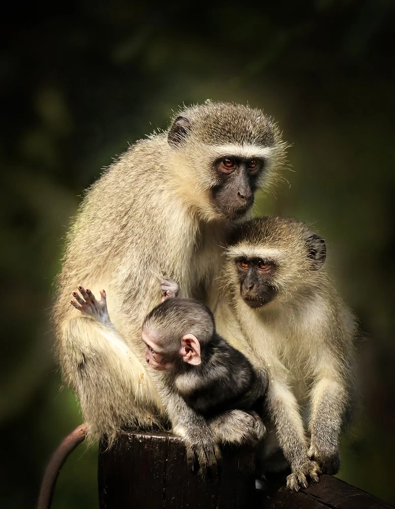 Tender Monkey Family