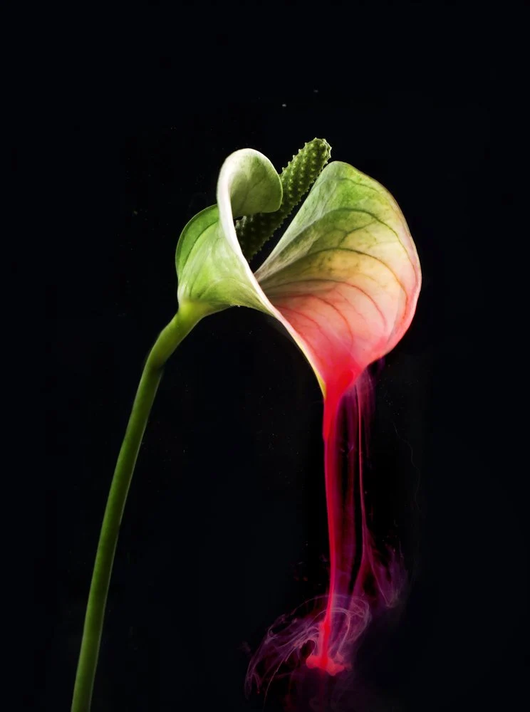 Anthurium Red Liquid Flow