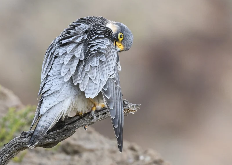 Peregrine Falcon Preening