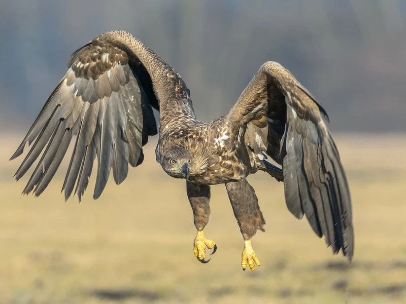 Powerful Eagle Landing