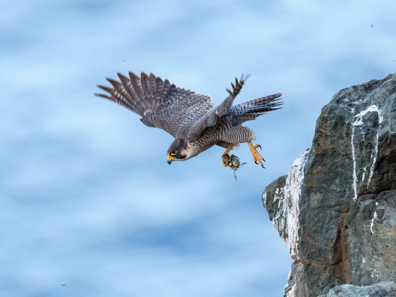 Peregrine Falcon's Catch