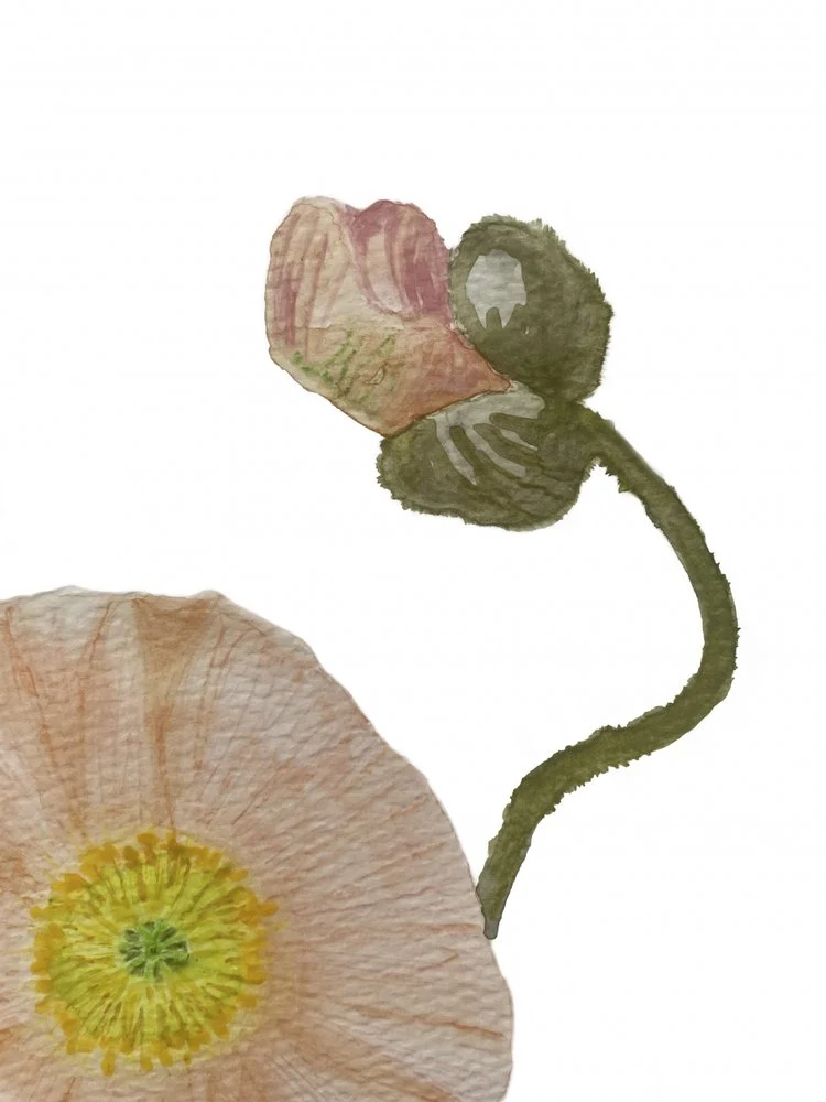 Poppy Bud and Bloom