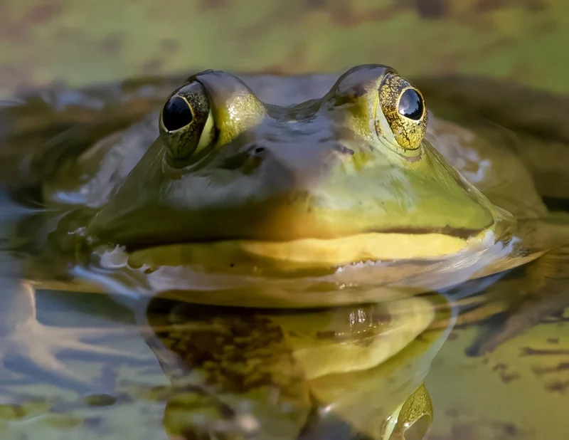 Green Frog Reflection