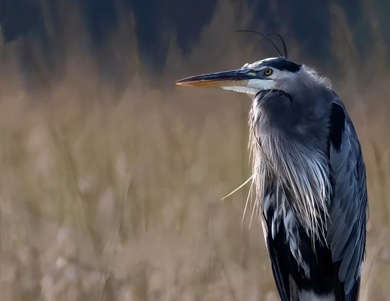 Great Blue Heron Portrait