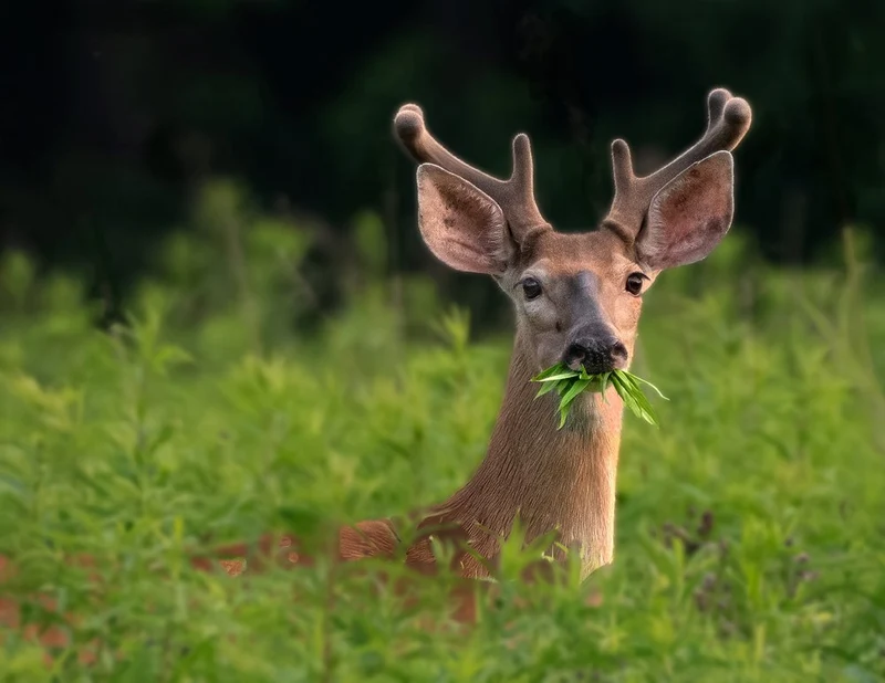 Young Buck In Green