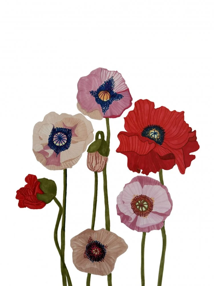 Colorful Poppy Blooms
