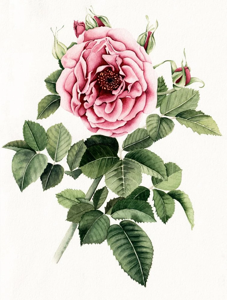Blooming Pink Rose