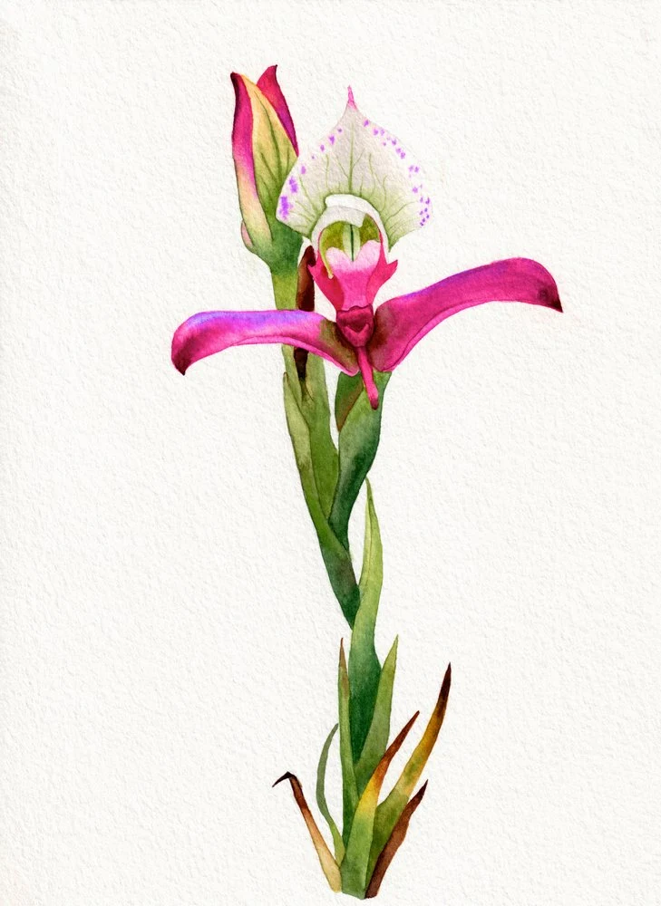 Pink Orchid Bloom