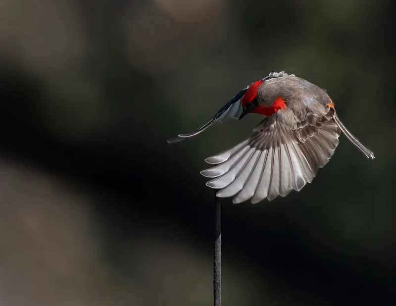Vibrant Red Bird Flight