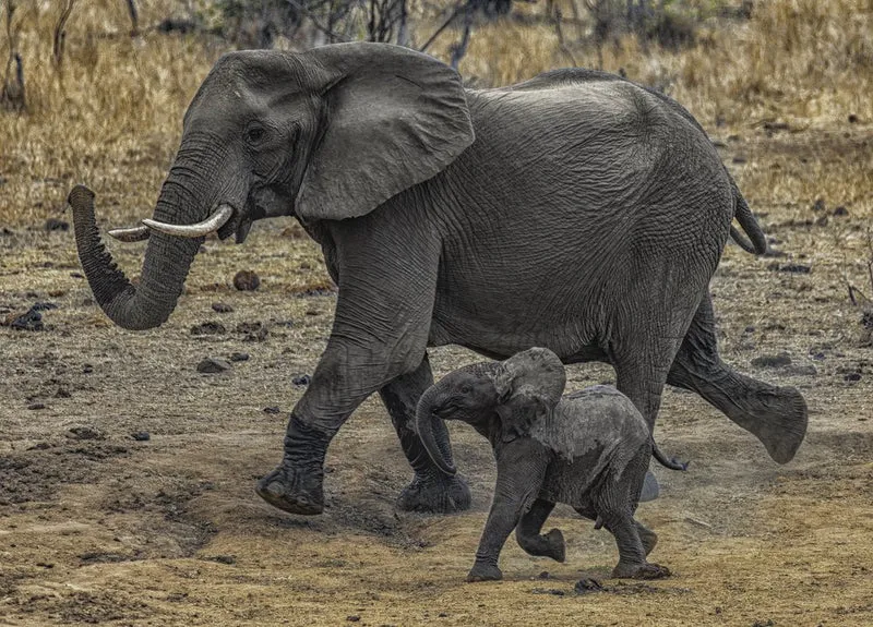 Wild Elephant Mother And Calf