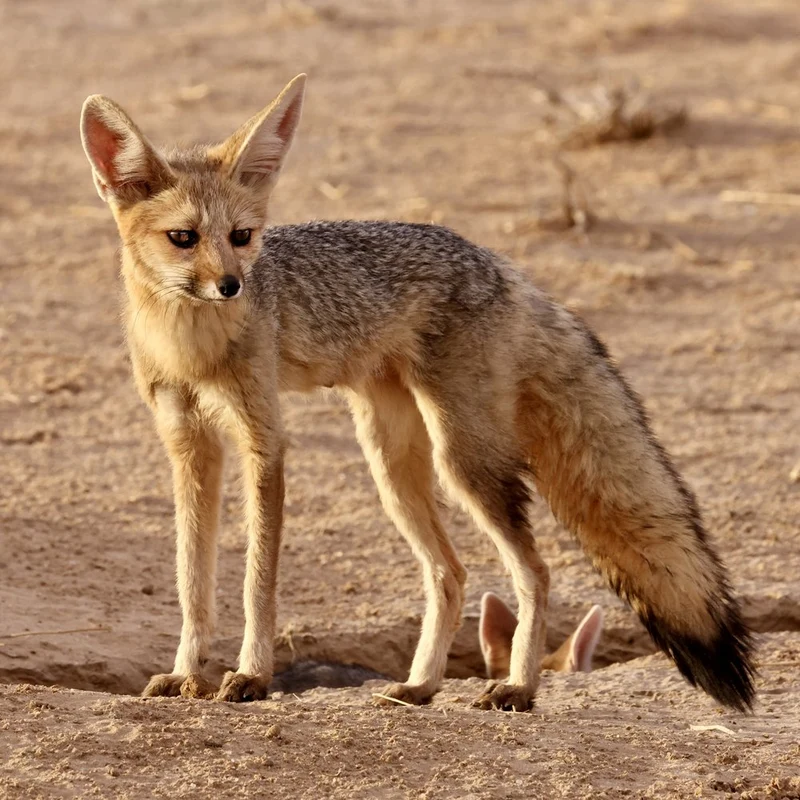 Alert Desert Fox Pup