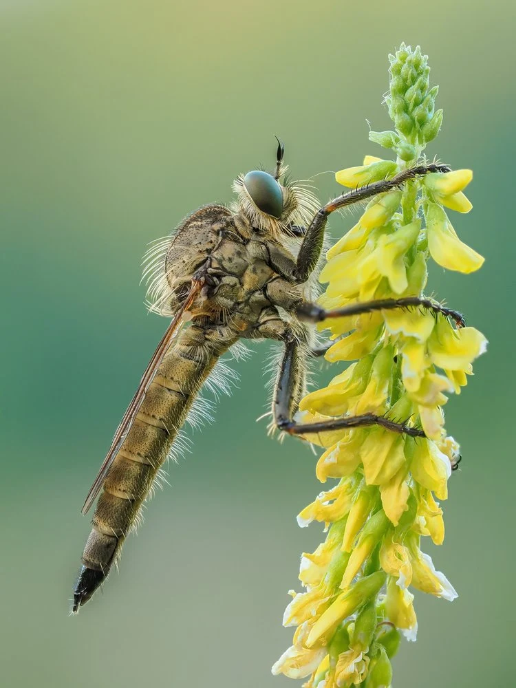 Robber Fly on Yellow Bloom