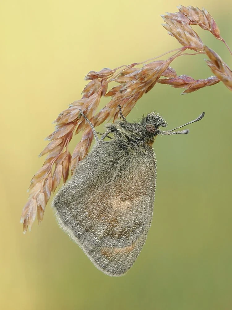 Dewy Morning Butterfly