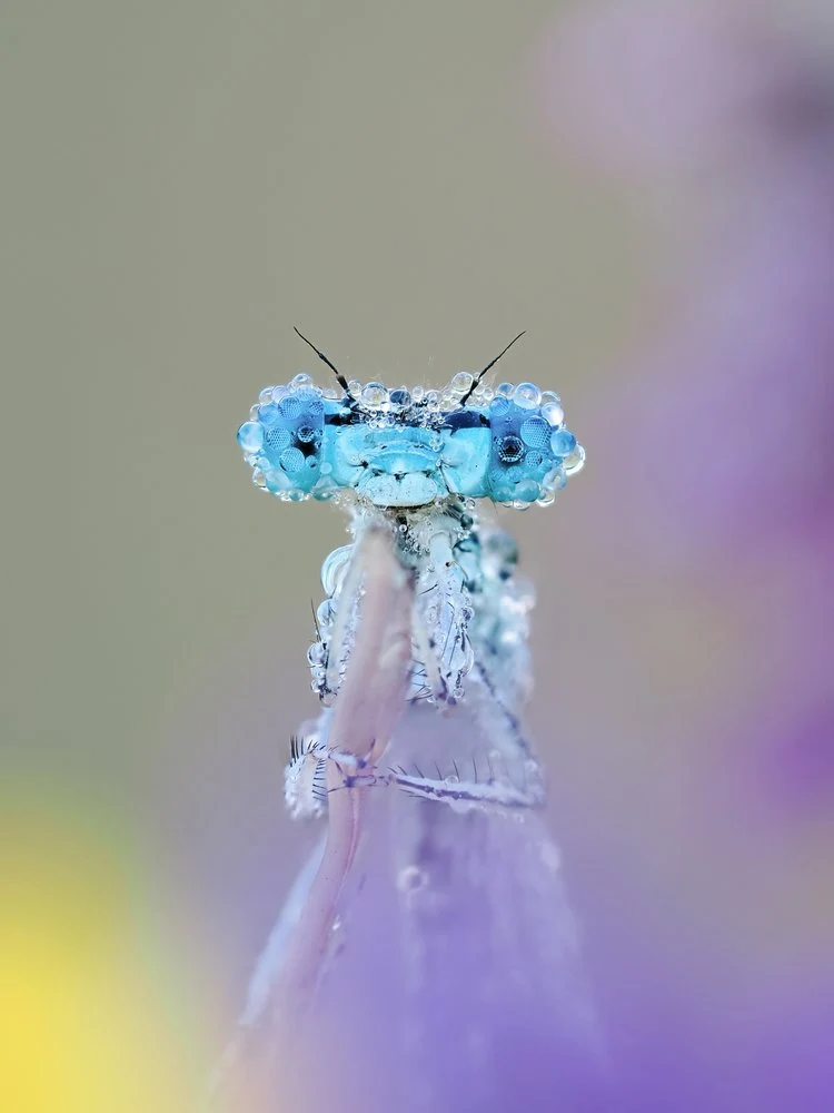 Blue Damselfly Dewdrops