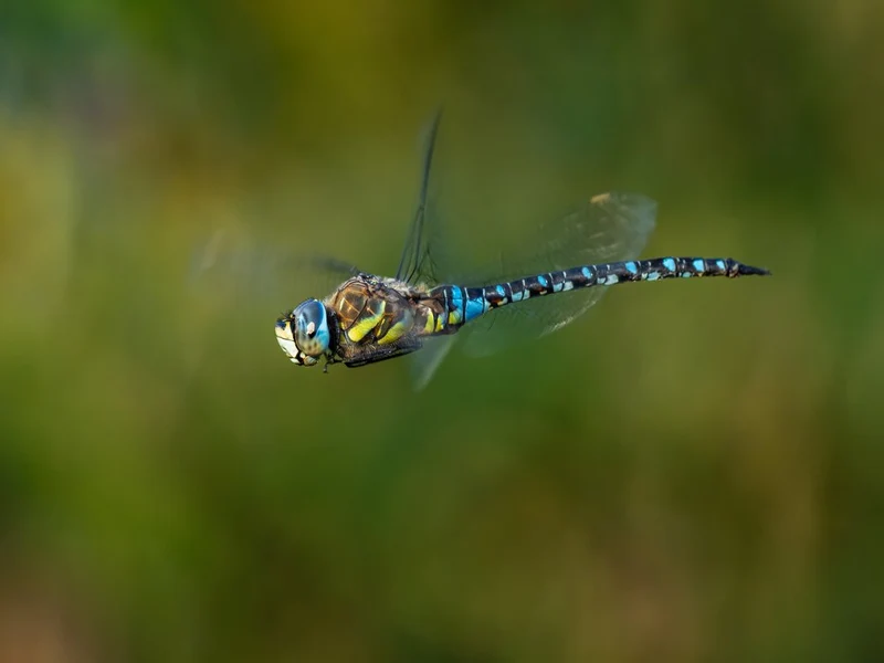 Blue Dragonfly In Flight